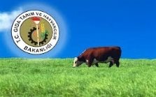 Hayvancılık Destekleri