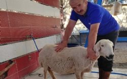 MEHMET meram adakçı, adak kesen yerler, adaklık kuzu fiyatla